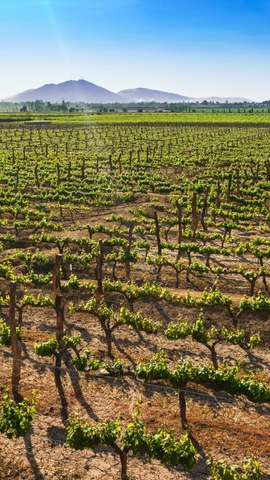 la vendimiaMesa de trabajo 1