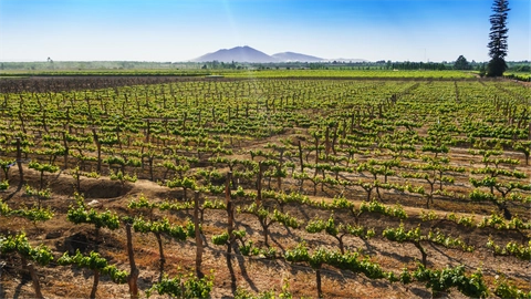 la vendimiaMesa de trabajo 2